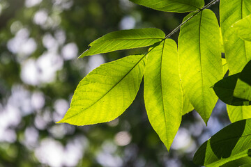 Fototapeta na wymiar Branch with fresh green leaves of Juglans mandshurica, Manchurian walnut.
