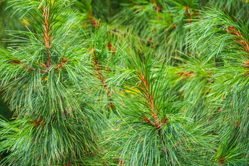 Cedar branches with long fluffy needles with a beautiful blurry background. Cedar branches with fresh shoots in spring.
