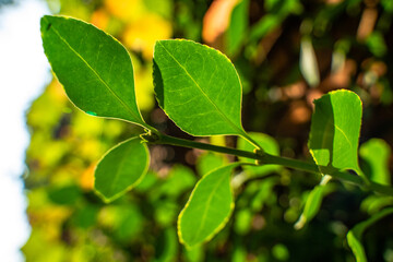Obraz premium Green leaf light and shadow leaf vein pattern
