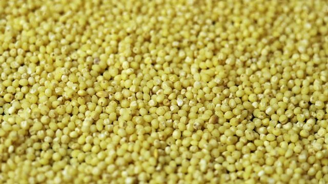 Wheatgrass backdrop, millet groats close-up rotates as a background for a restaurant, popularly called Couscous, Cuscus or Cuz Cuz