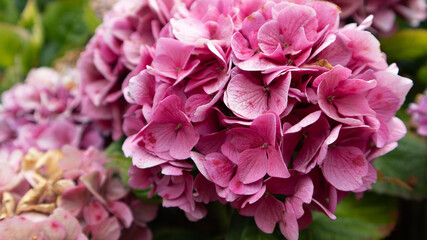 Flower Closeups - Light Pink Flower Bunch