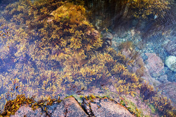 Algae and kelp under water of the North Sea with stones covered with colorful moss.Teriberka, Barents Sea, Murmansk region, Kola Peninsula
