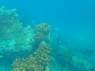 インドネシア　バリ島　アメッドの沈没船