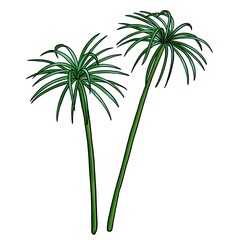 drawing plant of papyrus, isolated at white background, hand drawn illustration