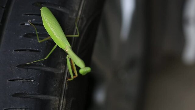 Blurred video background of praying mantis, boxing grasshopper (Hierodula patellifera), common in temperate and tropical climates. Most of them belong to the family Mantidae.