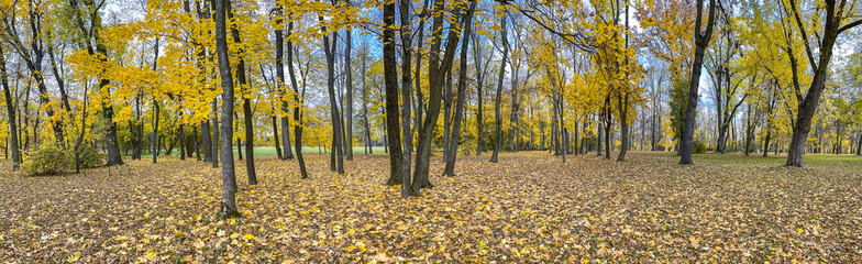 panoramic colorful autumn scenery in a park. dry yellow fallen leaves on the ground.