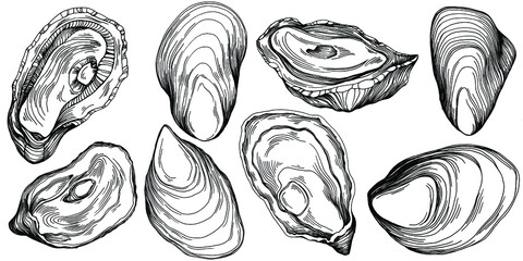 Oysters vector with engraving style illustration of logo or emblem for design seafood menu, lunch. Classic American steakhouse or French bistro appetizer.