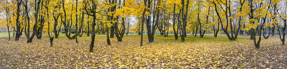 autumn park. panoramic picturesque scenery with yellow trees and fallen foliage on the ground.