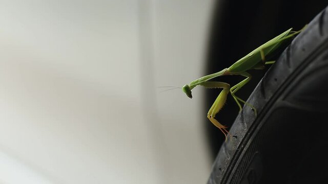 Blurred video background of praying mantis, boxing grasshopper (Hierodula patellifera), common in temperate and tropical climates. Most of them belong to the family Mantidae.