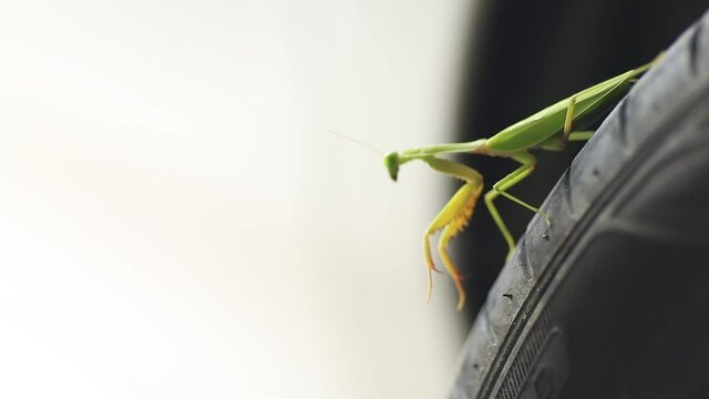 Blurred video background of praying mantis, boxing grasshopper (Hierodula patellifera), common in temperate and tropical climates. Most of them belong to the family Mantidae.