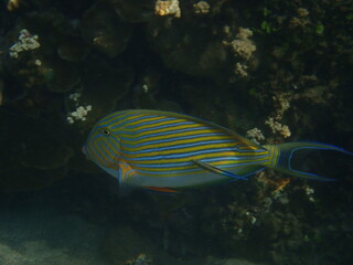 Fototapeta na wymiar インドネシア　バリ島　アメッドの珊瑚と魚