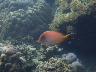 Naklejka na ściany i meble インドネシア　バリ島　アメッドの珊瑚と魚