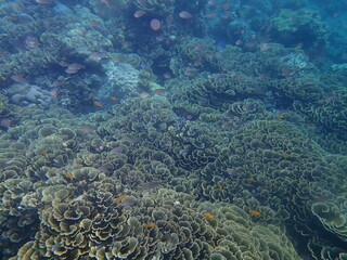 インドネシア　バリ島　アメッドの珊瑚と魚