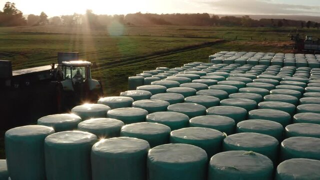 Tractor moving around at stacked silage bales during golden hour sunrise