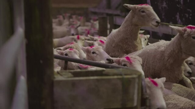 Anxious sheep in narrow stock yard moving towards slaughter house, red paint on head