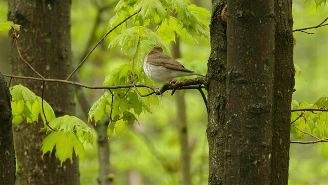 A single Bicknell's Thrush, Catharus bicknelli, sits on a branch of a maple tree listening for others.