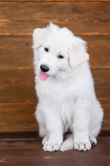 White swiss shepherd puppy sitting on dark wooden background with tongue hanging out