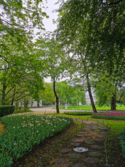 Large flower beds with red and other tulips between them, a path laid out of tree cuts on a spring day among the trees. The festival of tulips on Elagin Island in St. Petersburg.