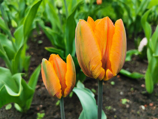 Orange with green streaks on the petals of tulips in a flower bed among green leaves. The festival...
