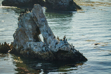 Rocky cliffs in the ocean and flock of seabirds, Pismo Beach, California
