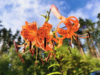 Lilium lancifolium Thunb (Lilium tigrinum Ker - Gawl.) in raindrops on a background of trees and a blue sky with clouds.