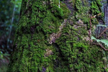 A green moss on tree bark with nature light. 