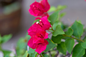 closeup bunch of the red bougainvillea in garden