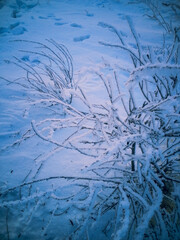 Shrub branches covered with frost on a winter evening