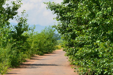 A road with bushes and tree