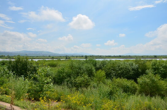 A river with bushes (plain)