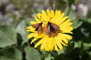 Close-up of wild arnica flowers in the mountains of the Alps in France