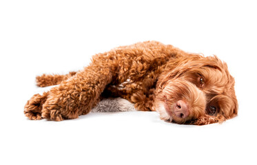 Labradoodle dog lying stretched out on the ground while looking at camera. Sleepy or tired brown fluffy female adult dog with big paws. Selective focus. Isolated on white.