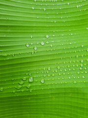 The rain is wet, the water droplets cling to the banana leaves.
