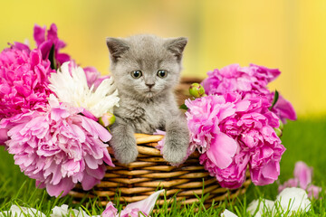 Small gray  kitten with bright eyes sitting in a wicker basket with peonies on green grass