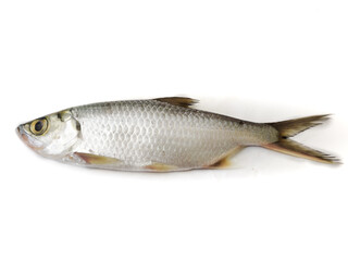 Fresh Indo-Pacific tarpon fish isolated on White background.Selective focus.