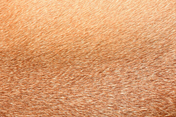 Full frame brown short fur for the background.