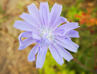 Beautiful, blue chicory flower