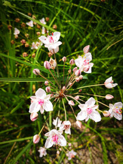 Pink flowers growing in green grass