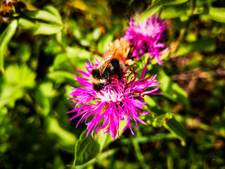 Bumblebee collects honey from a pink flower