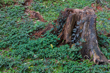 A tree trunk with roots in a forest.
