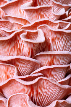 Pattern of home grown pink oyster mushroom
