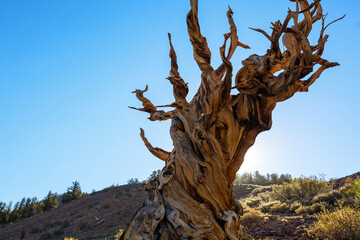 Ancient tree