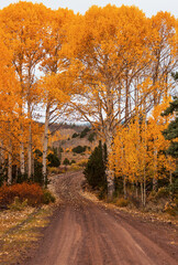 Autumn road