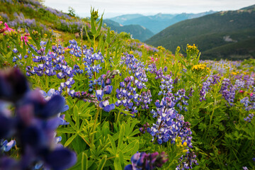 Wildflowers