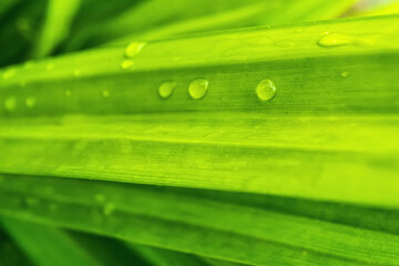 Macro closeup of Beautiful fresh green leaf with drop of water after the rain in morning sunlight nature background.
