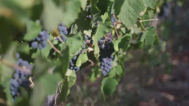 Close-up of Syrah Shiraz grapes on the vine in a vineyard with sun beaming down and a gentle breeze.