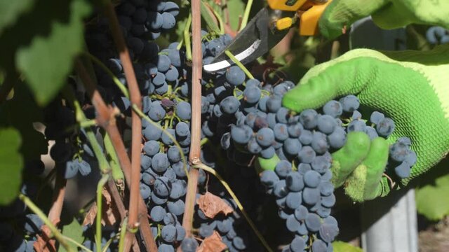 Close-up of gloved hands cutting wine grapes from the vine.