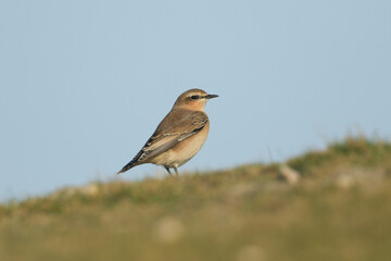 A Wheatear, Oenanthe oenanthe, standing in a field. It is a summer visitor to the UK, and is hunting for insects.	