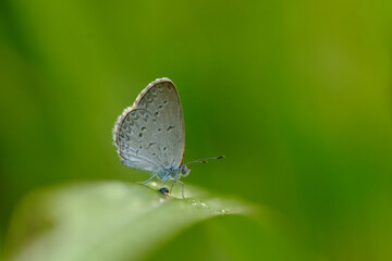 Fototapeta na wymiar butterfly on weeds Zizina otis