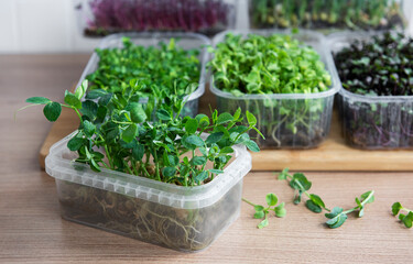 Assortment of micro greens on wooden table